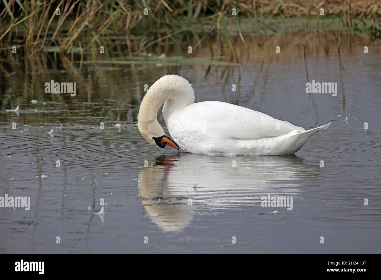 „Mute Swan Preening“ für Erwachsene im Minsmere RSPB Reserve Suffolk Stockfoto