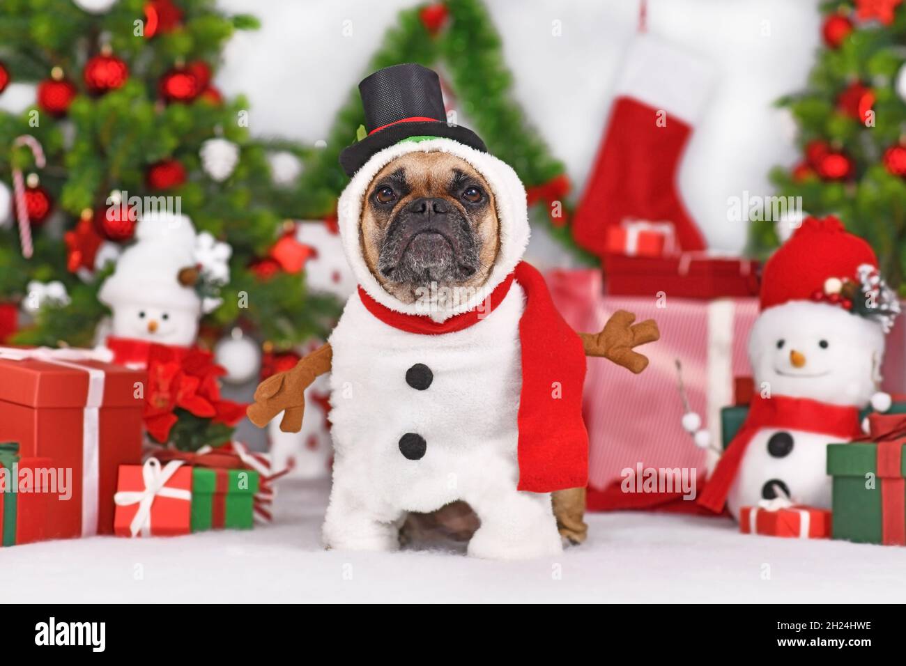 Lustige französische Bulldogge im Schneemann Kostüm neben Weihnachtsbaum und Geschenkschachteln Stockfoto