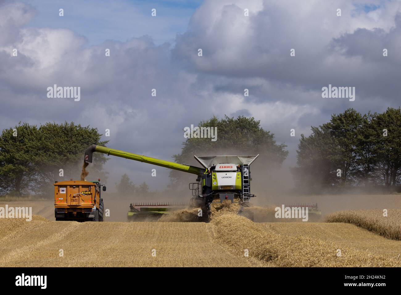 Mähdrescher im Weizenfeld Stockfoto