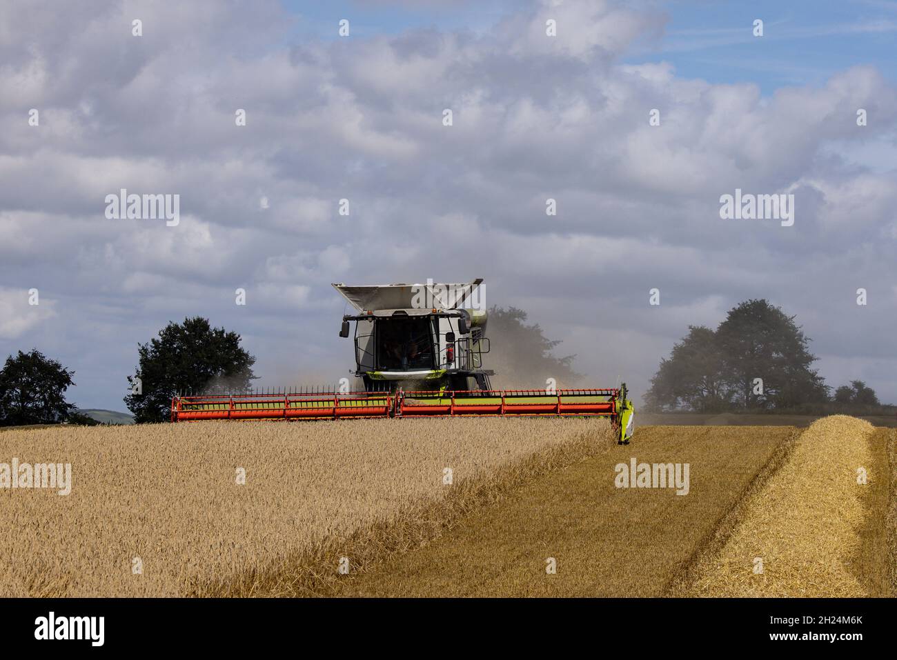 Mähdrescher im Weizenfeld Stockfoto