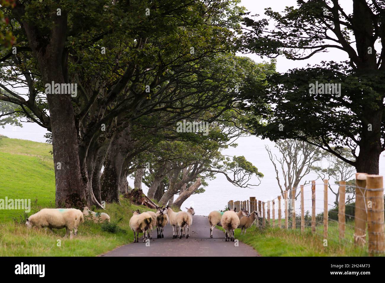 Irisches Schaf gesehen in Murlough Bay an der nördlichen Anti Coast, Nordirland. Stockfoto