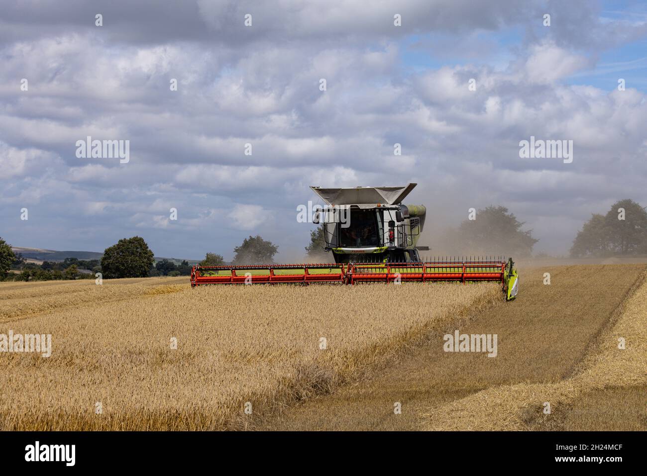 Mähdrescher im Weizenfeld Stockfoto