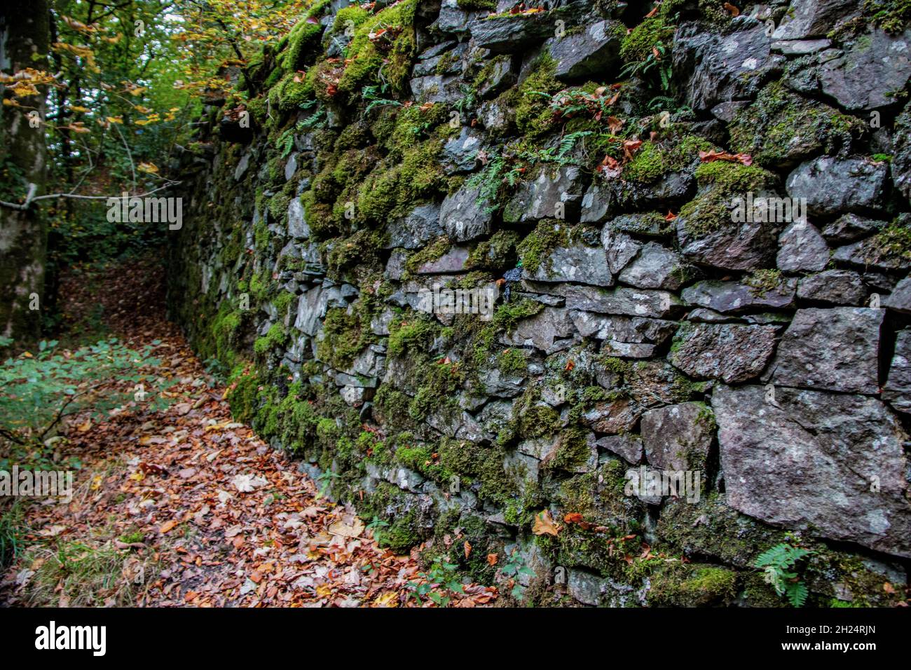 Alte Trockensteinmauer mit traditionellen Methoden in Skelwith Force, Skelwith Bridge, bei Ambleside, Cumbria, England, VEREINIGTES KÖNIGREICH Stockfoto