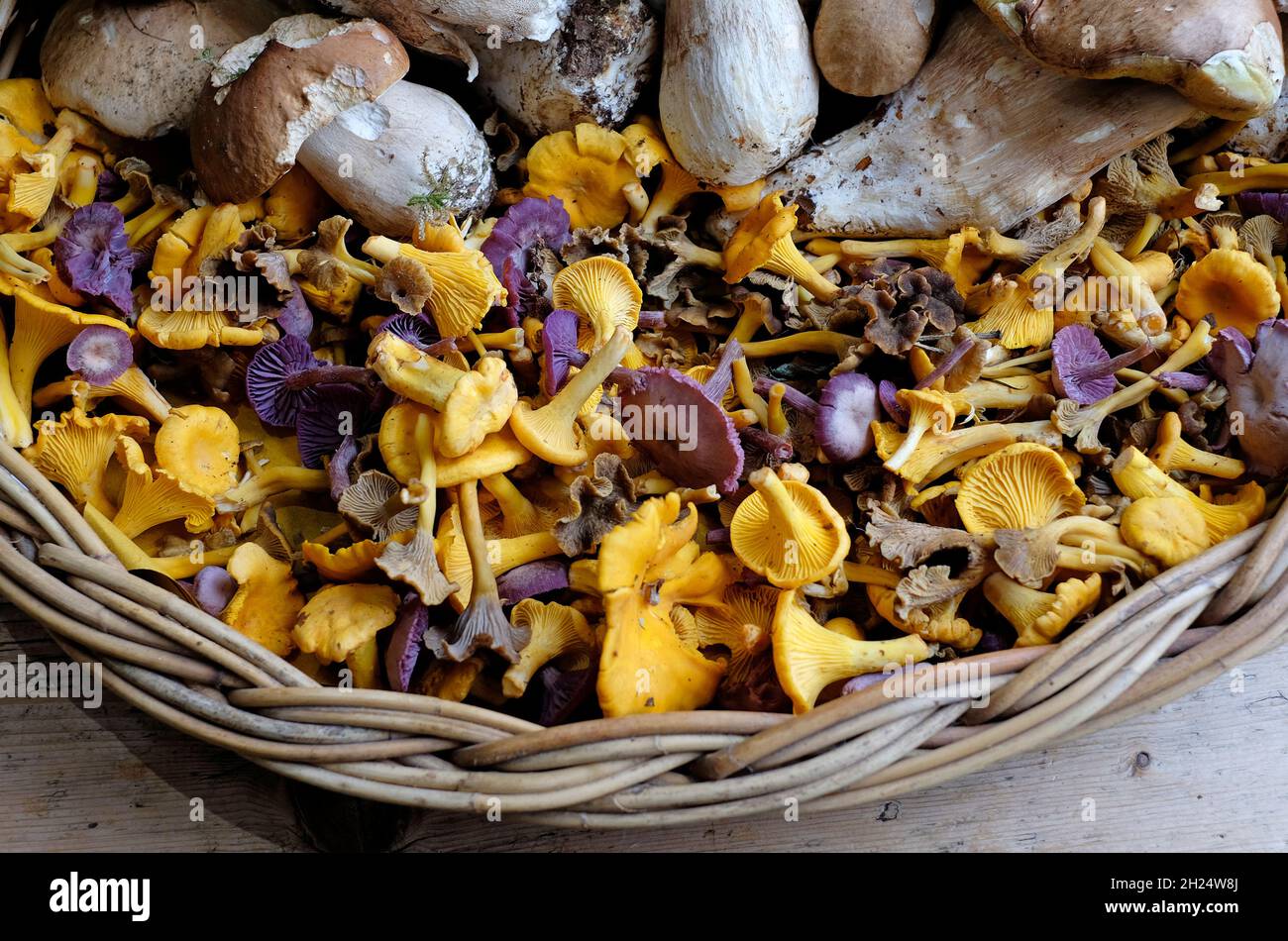 girollepilze im Weidenkorb, norfolk, england Stockfoto