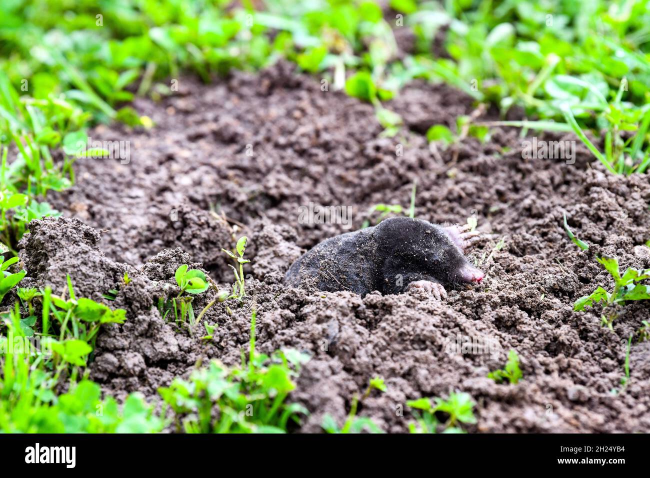 Maulwurf, der aus seinem Maulwurfshügel hervortritt Stockfoto