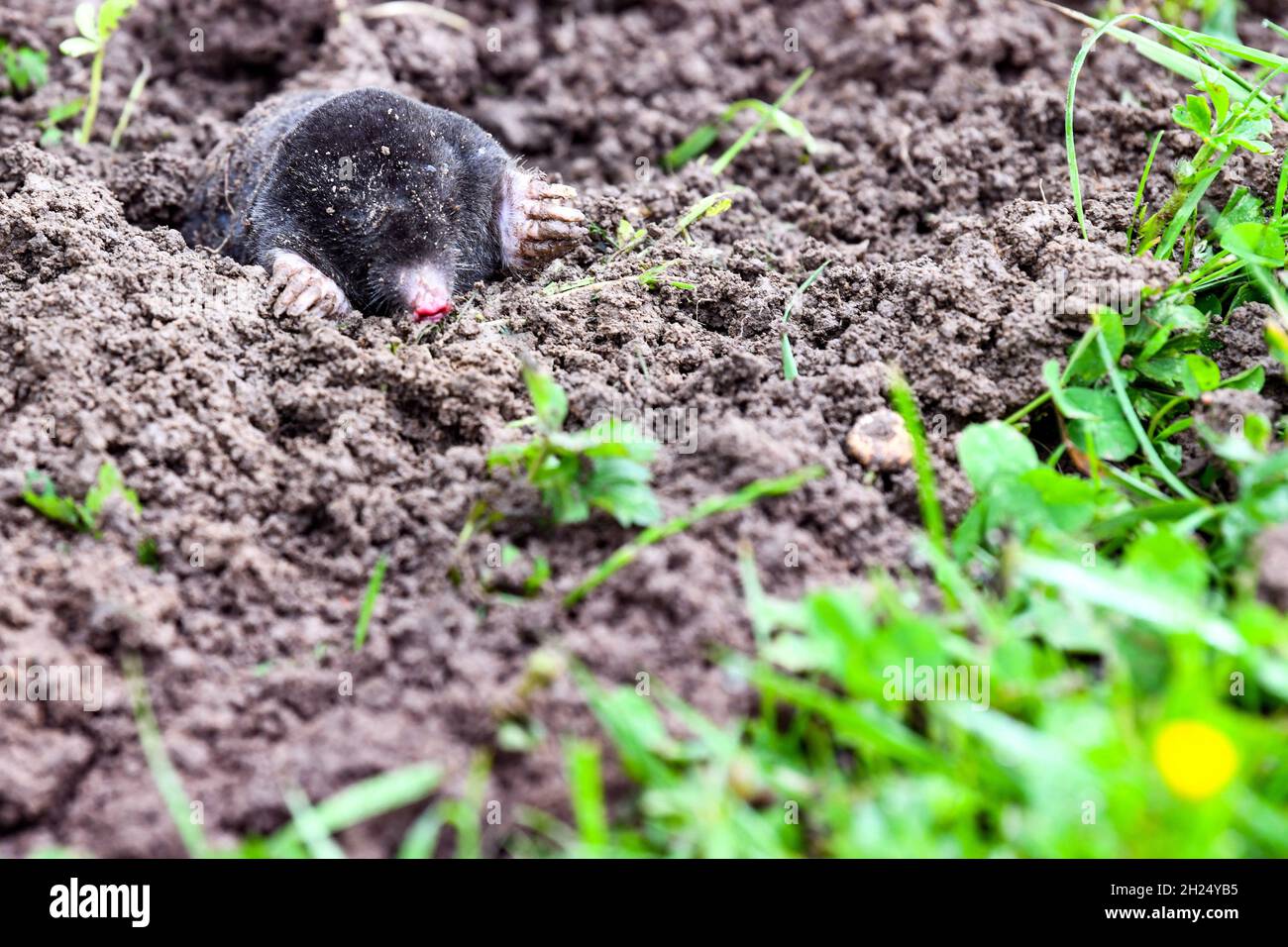 Maulwurf, der aus seinem Maulwurfshügel hervortritt Stockfoto