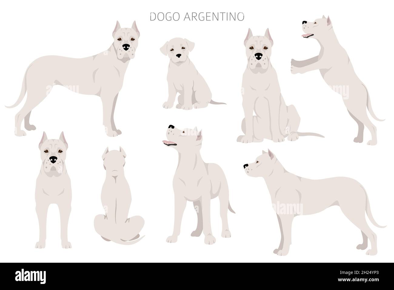 Dogo Argentino Clipart. Verschiedene Posen, Fellfarben eingestellt. Vektorgrafik Stock Vektor