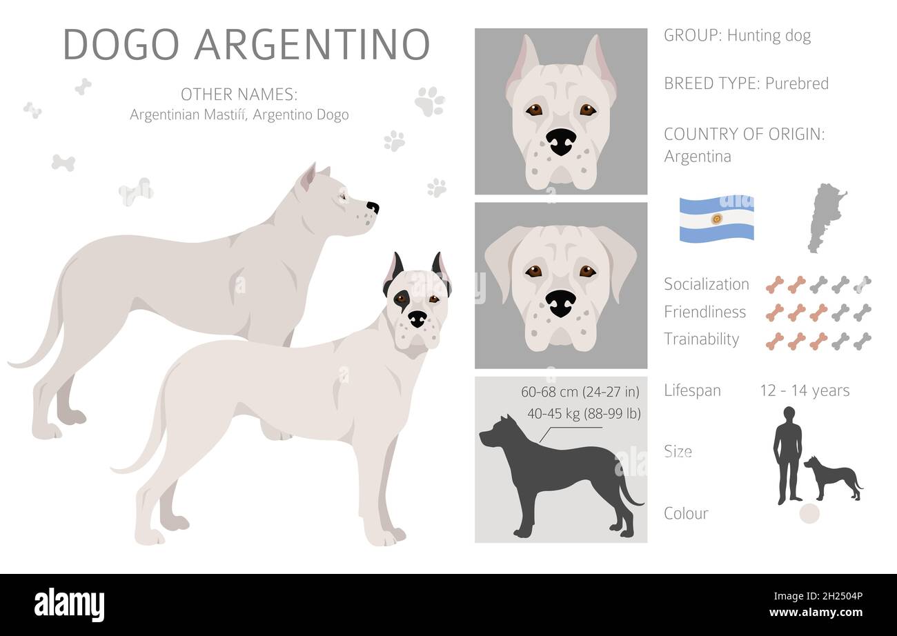Dogo Argentino Clipart. Verschiedene Posen, Fellfarben eingestellt. Vektorgrafik Stock Vektor