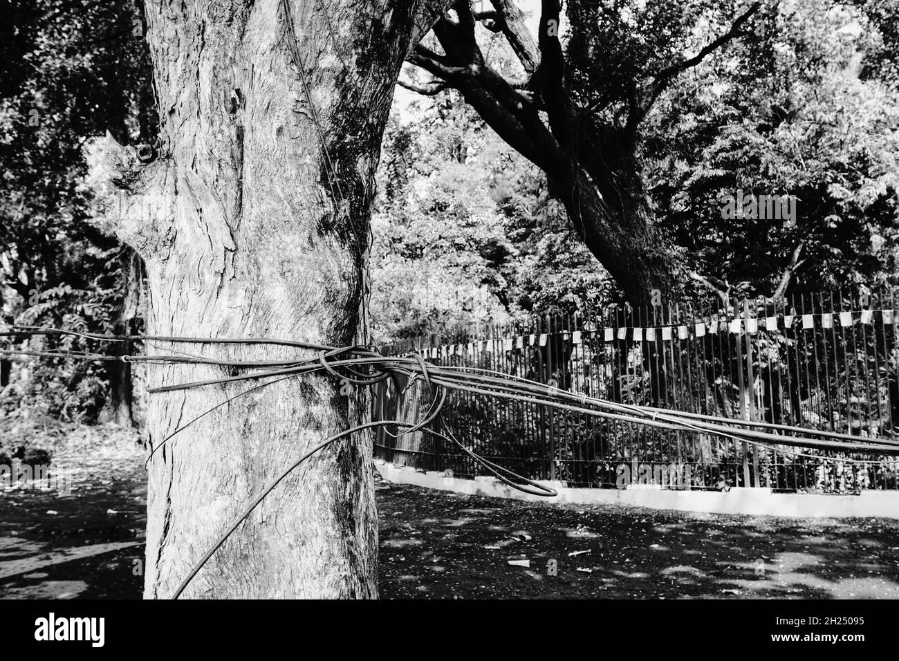 Schwarz-weißer Baumstamm, gebunden mit Kabeln und Drähten. Symbolisches Bild der Zerstörung der Natur durch die zivilisierte Gesellschaft. Klimawandel, Bedrohung für natura Stockfoto