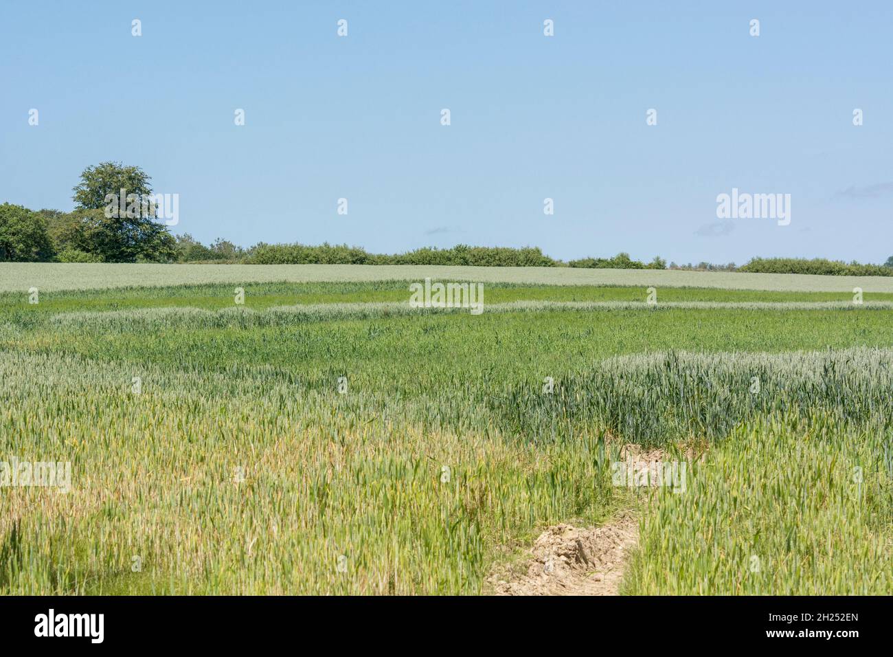 Grünes Weizenfeld im Sommer (Juni). Etwa im unteren Drittel des Bildes wird der Freischnitt allmählich weicher. Für Ernährungssicherheit / Anbau von Lebensmitteln, Triticum. Stockfoto