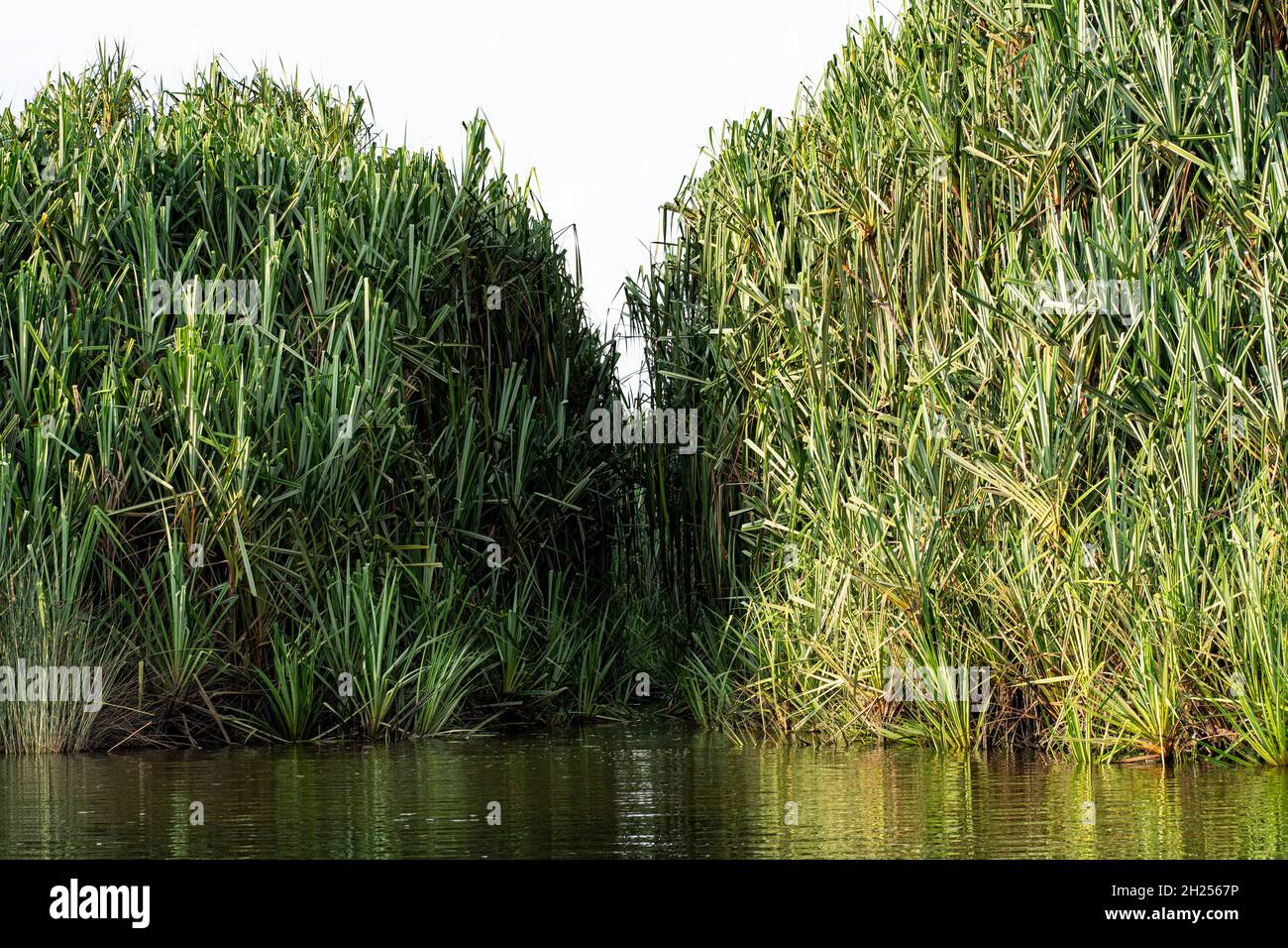 Wachstum der kleinen Insel der Bur-Rush-Pflanze, die den Durchgang auf dem See schließt. Die Ureinwohner nutzen diese Passage, um auf dem See zu reisen Stockfoto