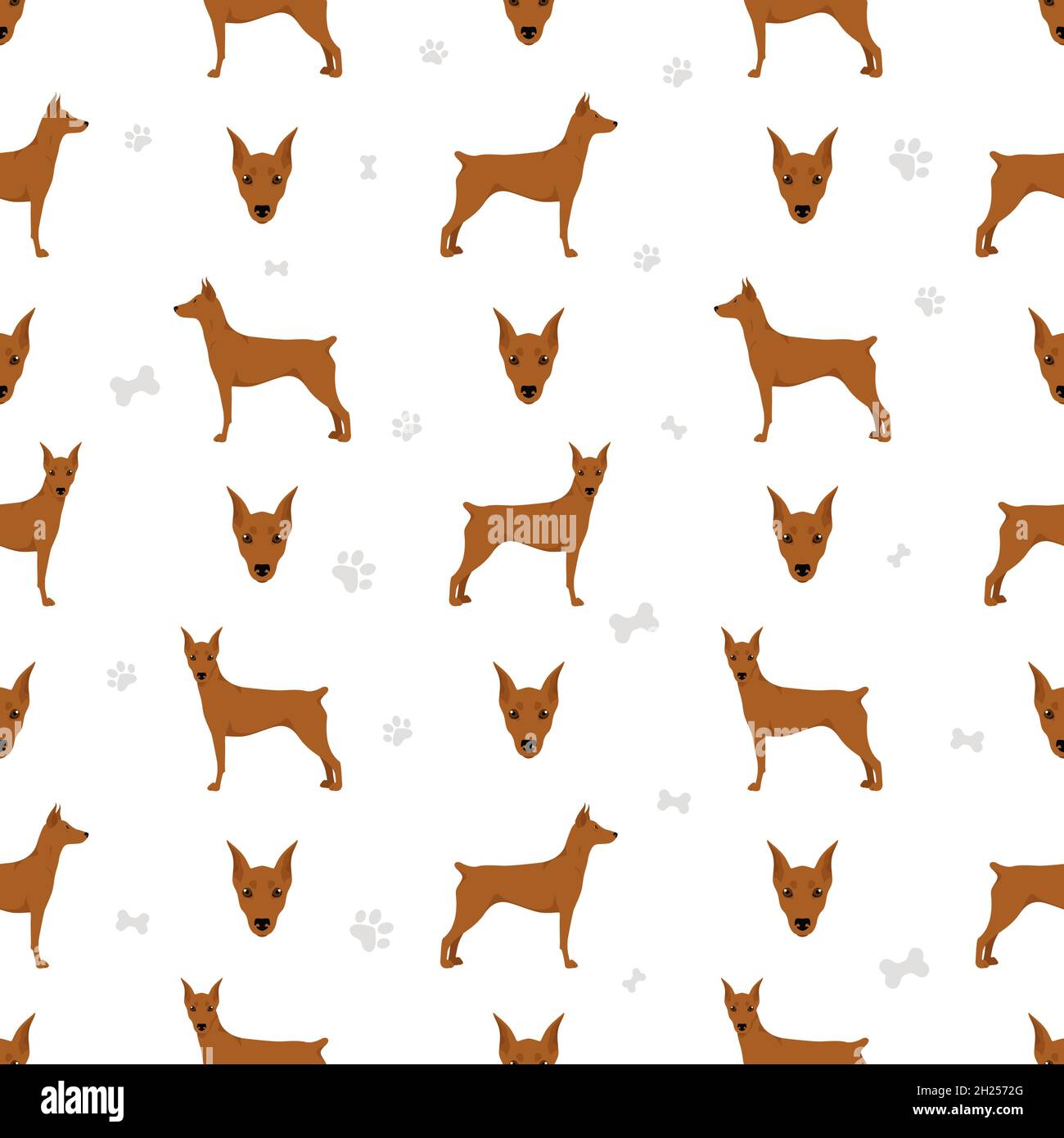 Deutsch Pinscher nahtlose Muster. Verschiedene Posen, Fellfarben eingestellt. Vektorgrafik Stock Vektor