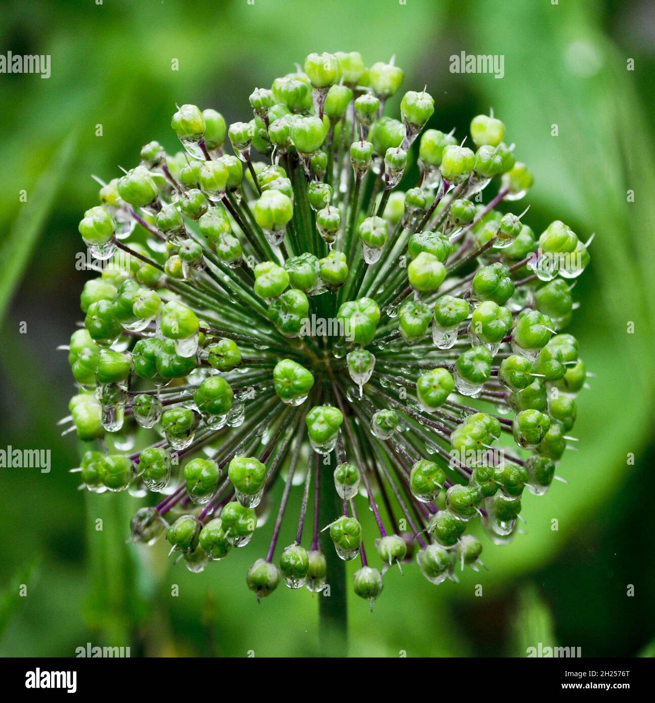 Allium-Samenkopf, der nach einer Regendusche vor Ort eingenommen wurde Stockfoto