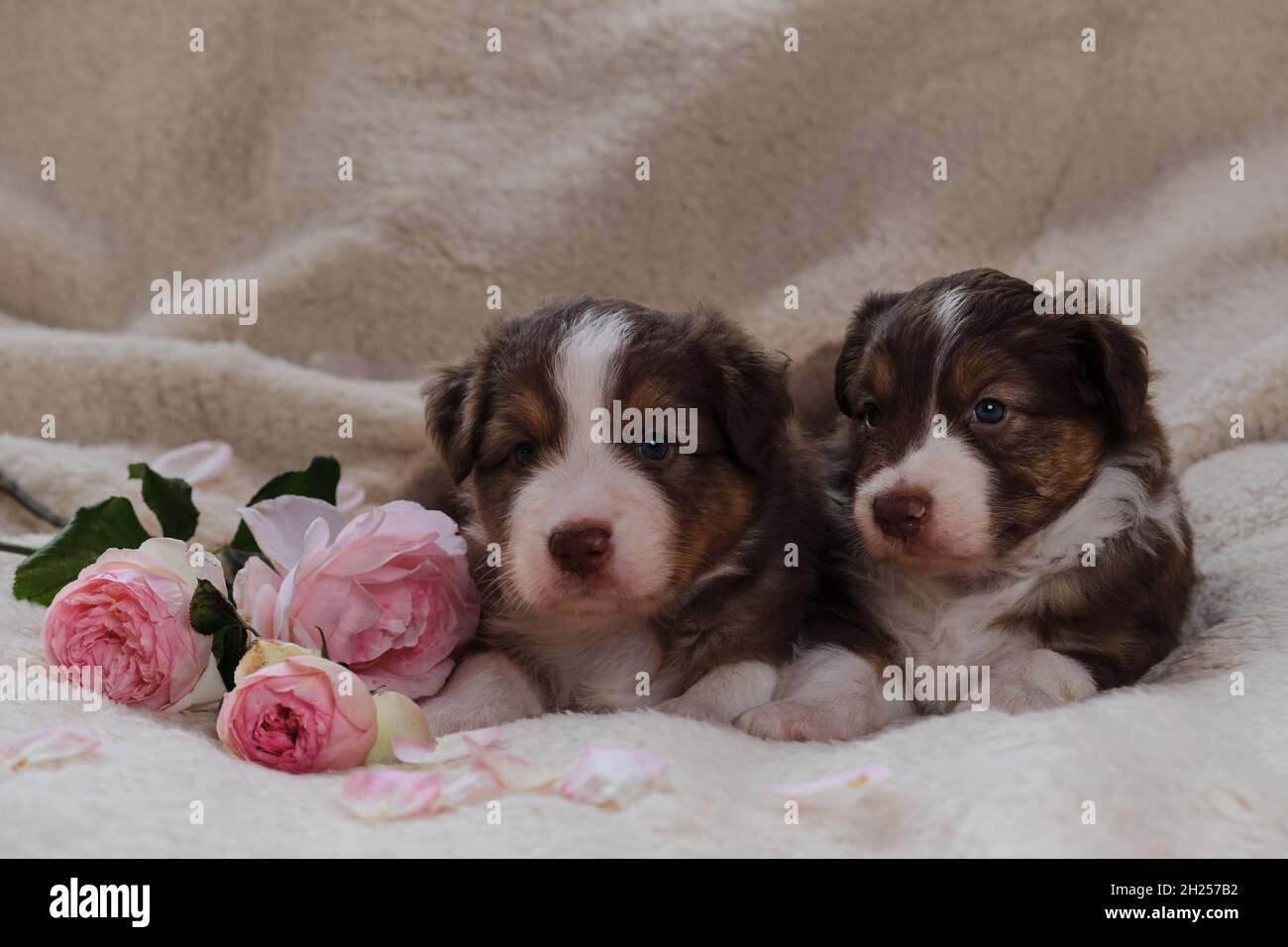 Zwei kleine Australian Shepherd Welpen rot tricolor auf weißer flauschiger weicher Decke neben rosa Rosen. Wunderschöne australische Hunde für Urlaubskarten. Frohes Val Stockfoto