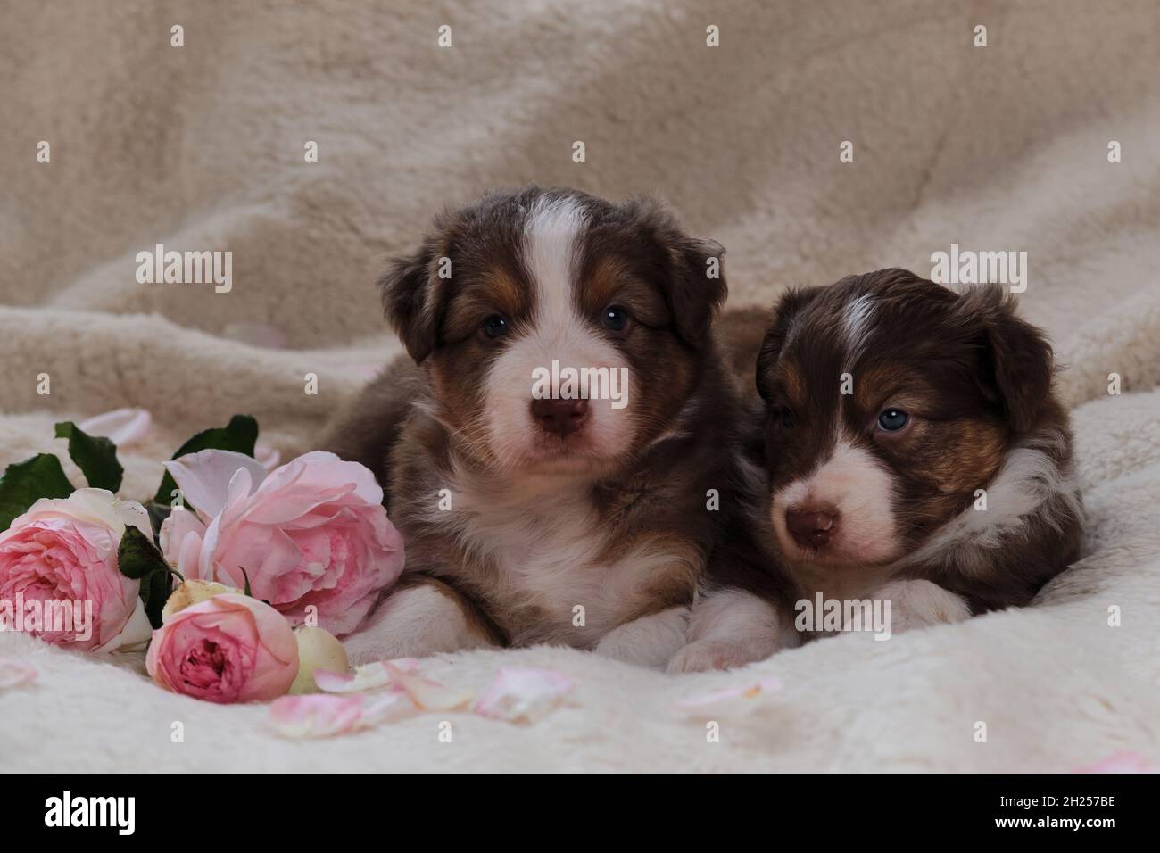 Zwei kleine Australian Shepherd Welpen rot tricolor auf weißer flauschiger weicher Decke neben rosa Rosen. Wunderschöne australische Hunde für Urlaubskarten. Frohes Val Stockfoto