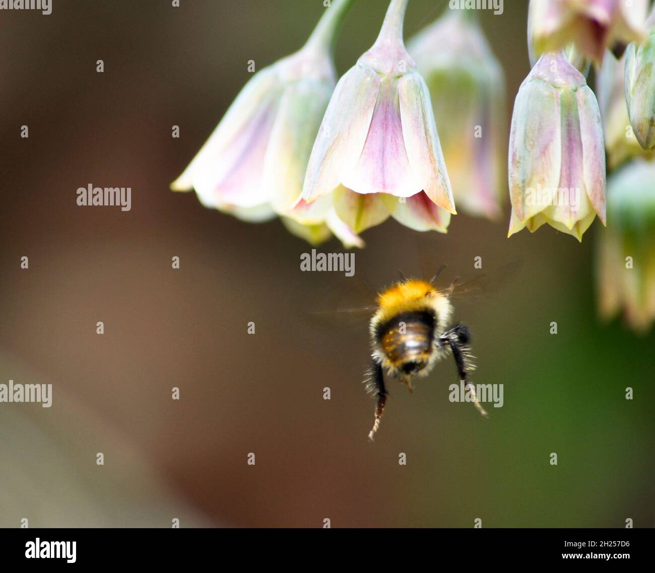 Hummel nähert sich einer Blume des sizilianischen Honigknoblauchs (Nectaroscordum siculum), die in einem englischen Landgarten liegt Stockfoto