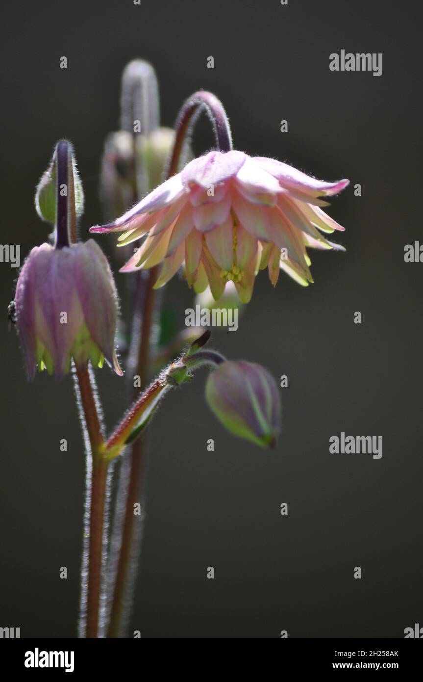 Ein mehrblättrige Aquilegia-Blütenkopf (Aquilegia vulgaris) mit blassrosa und zitronenfarbenen Farbstoffen vor dunklem Hintergrund Stockfoto