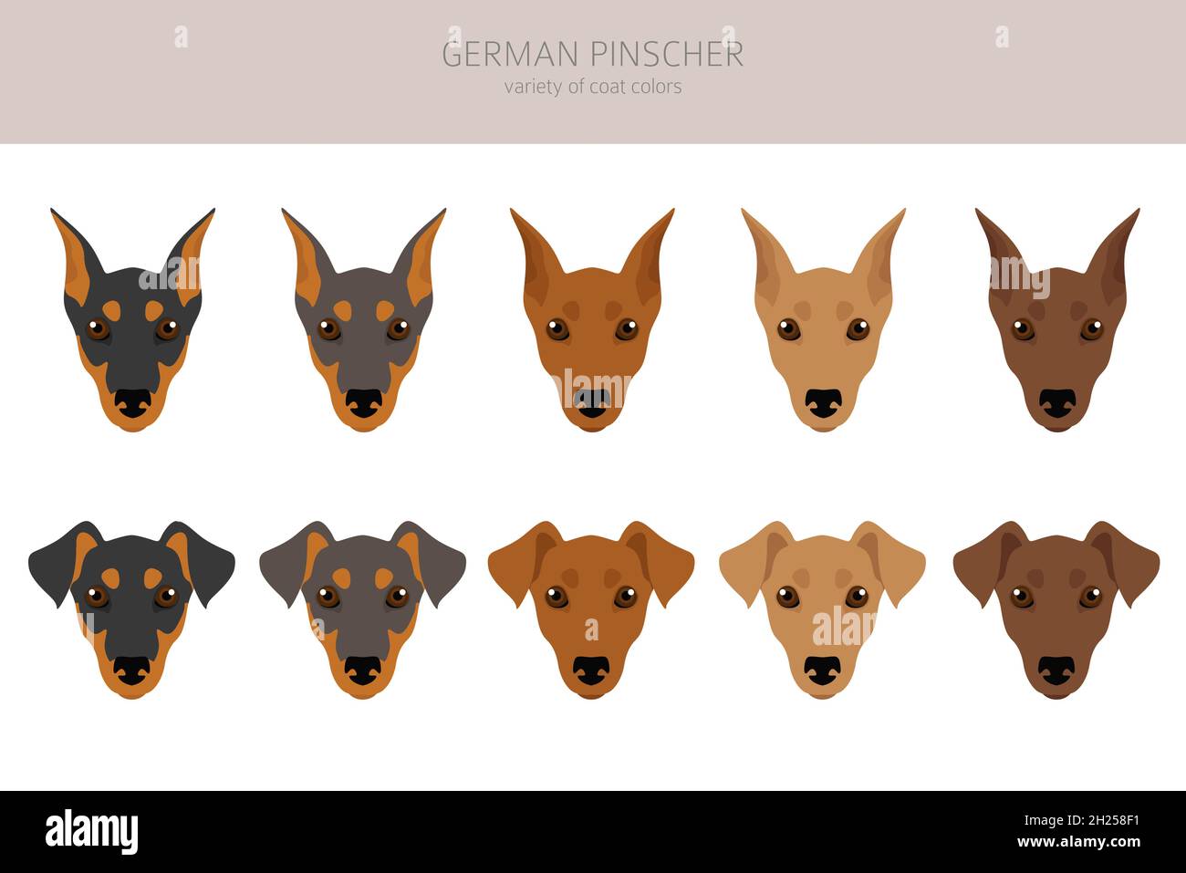 Deutscher Pinscher Clipart. Verschiedene Posen, Fellfarben eingestellt. Vektorgrafik Stock Vektor