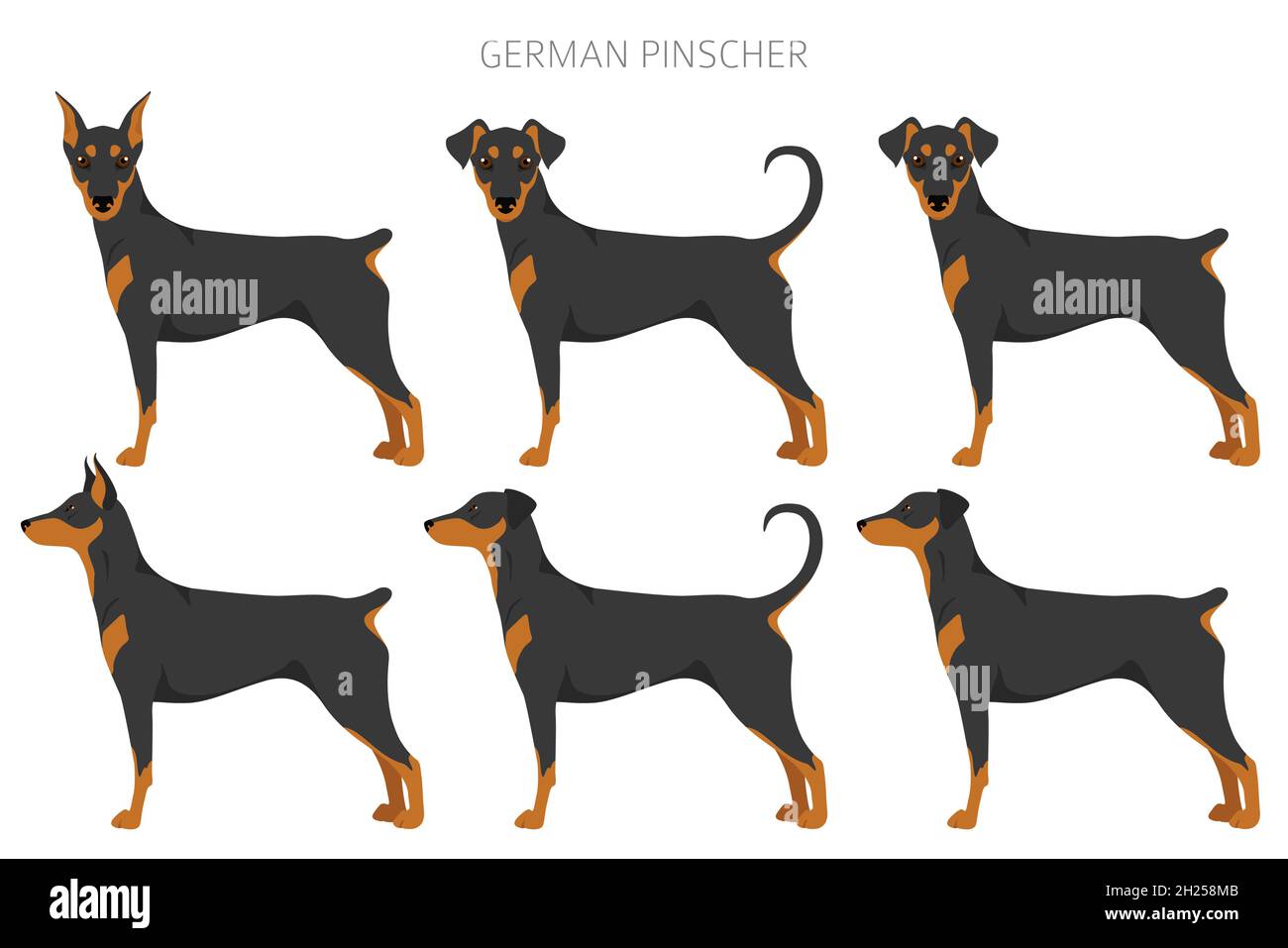 Deutscher Pinscher Clipart. Verschiedene Posen, Fellfarben eingestellt. Vektorgrafik Stock Vektor