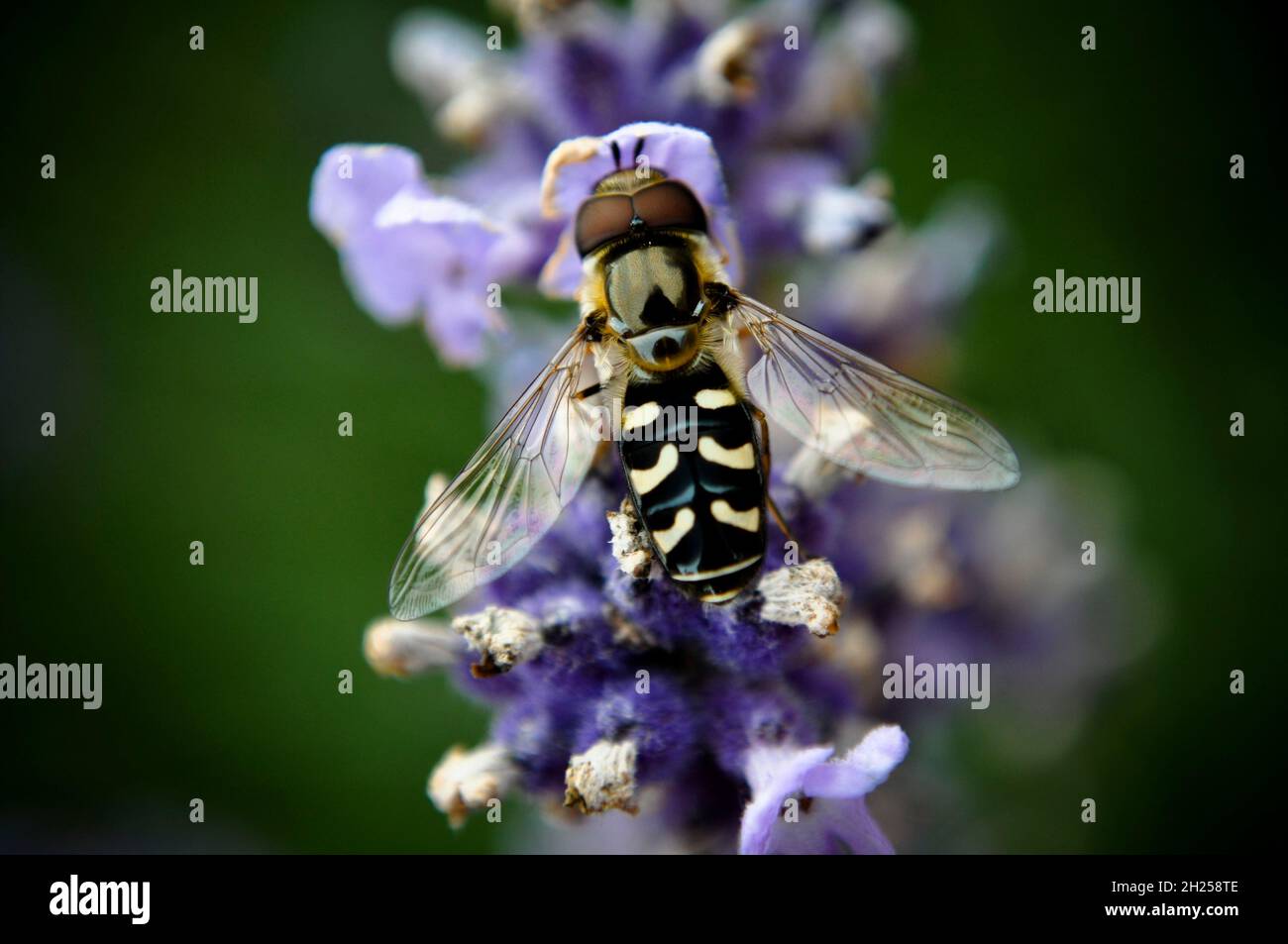 Die Schwebfliege (Scaeva pyrastri) ruht auf einer Lavendelblüte Stockfoto