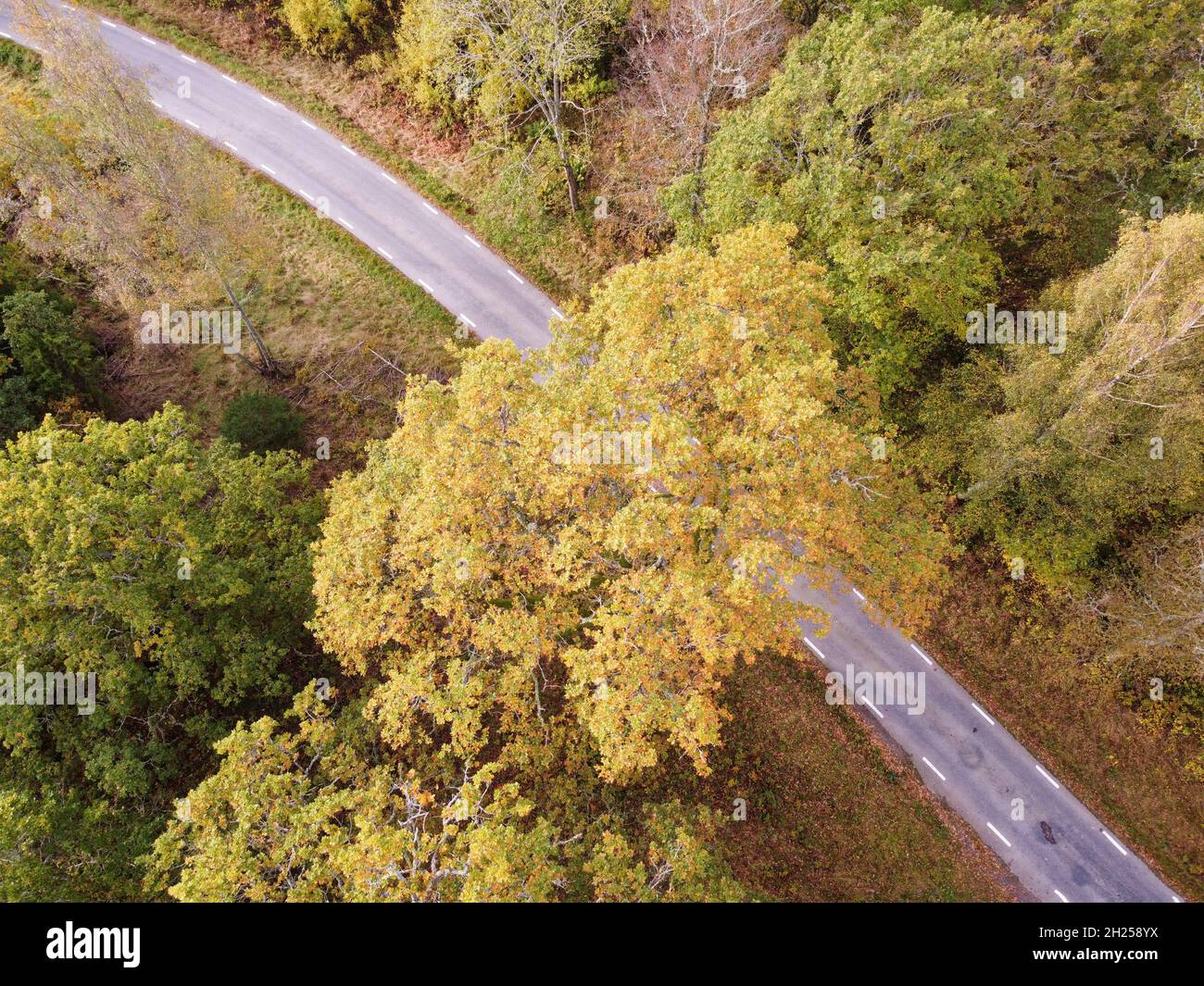 Drohnenfoto einer Landstraße, die in Südschweden eine Baumreihe mit Herbstfarben überquert Stockfoto
