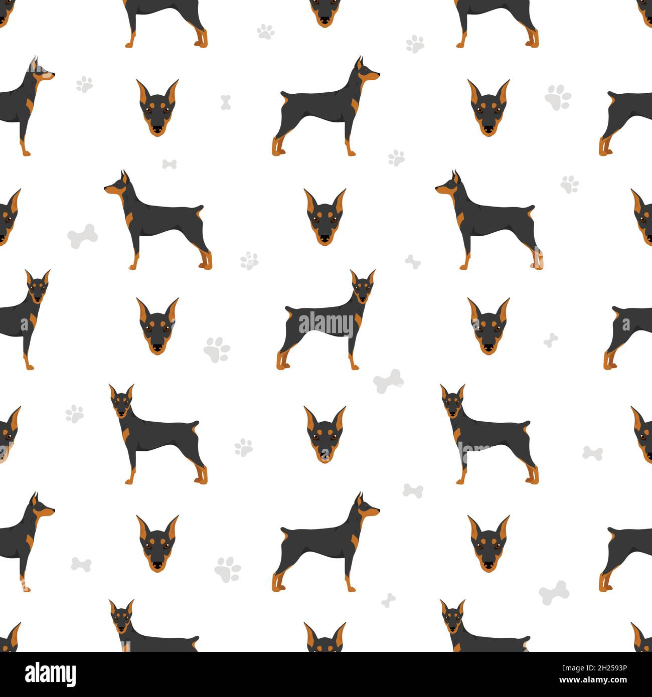 Deutsch Pinscher nahtlose Muster. Verschiedene Posen, Fellfarben eingestellt. Vektorgrafik Stock Vektor