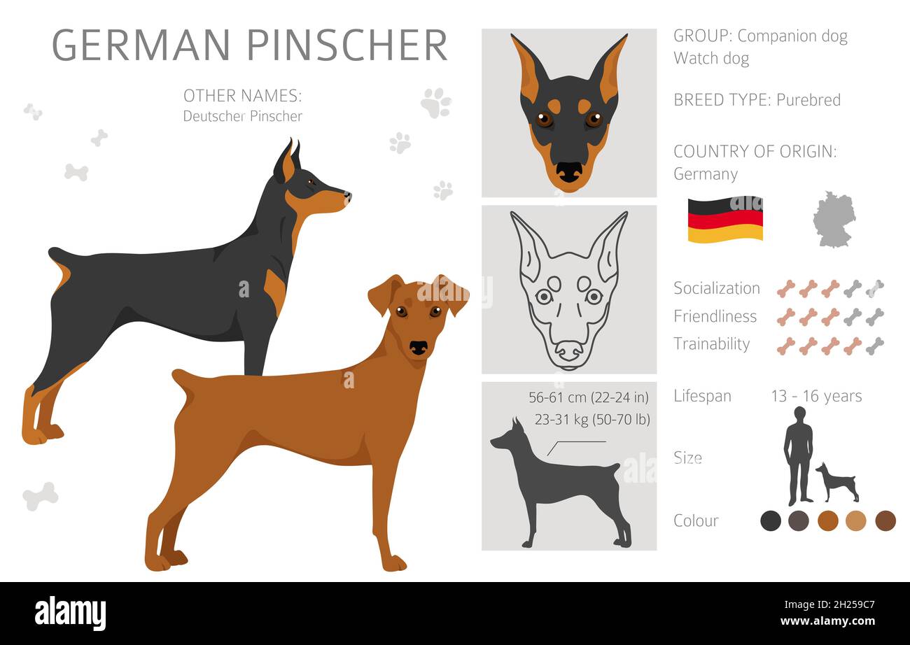 Deutscher Pinscher Clipart. Verschiedene Posen, Fellfarben eingestellt. Vektorgrafik Stock Vektor