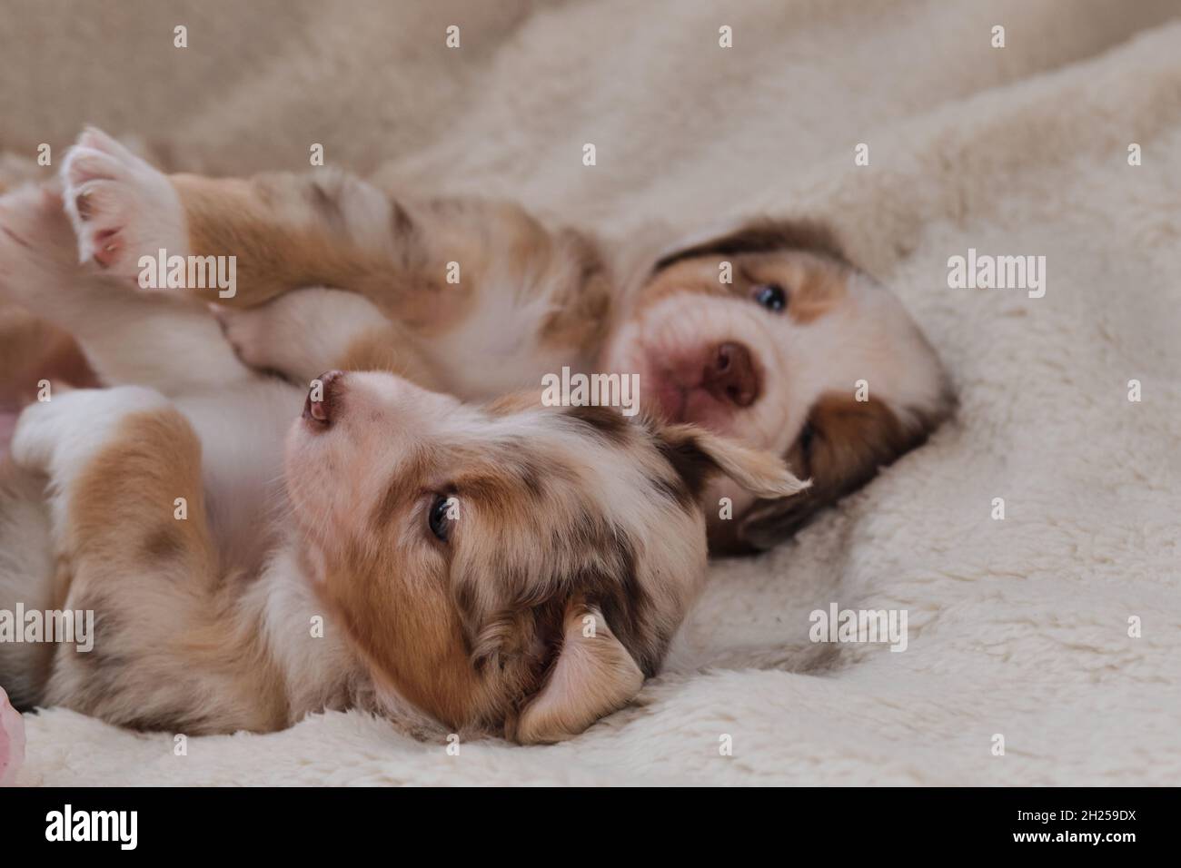 Zwei kleine Welpen von Australian Shepherd Red Merle haben Spaß beim Spielen auf weißen flauschigen weichen Decke aus Schafwolle. Wunderschöner aussie Hund für den Urlaub Stockfoto