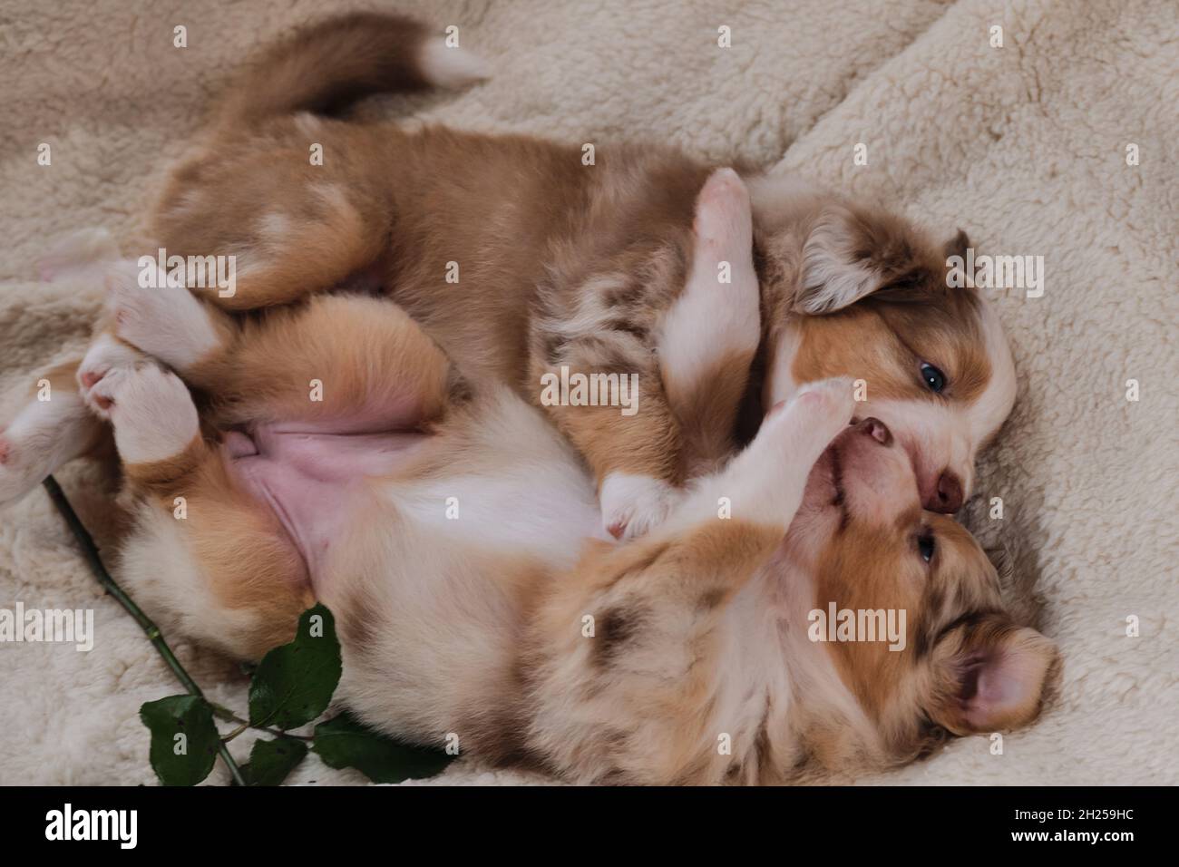 Zwei kleine Welpen von Australian Shepherd Red Merle haben Spaß beim Spielen auf weißen flauschigen weichen Decke neben Blume. Schöner aussie Hund für holida Stockfoto