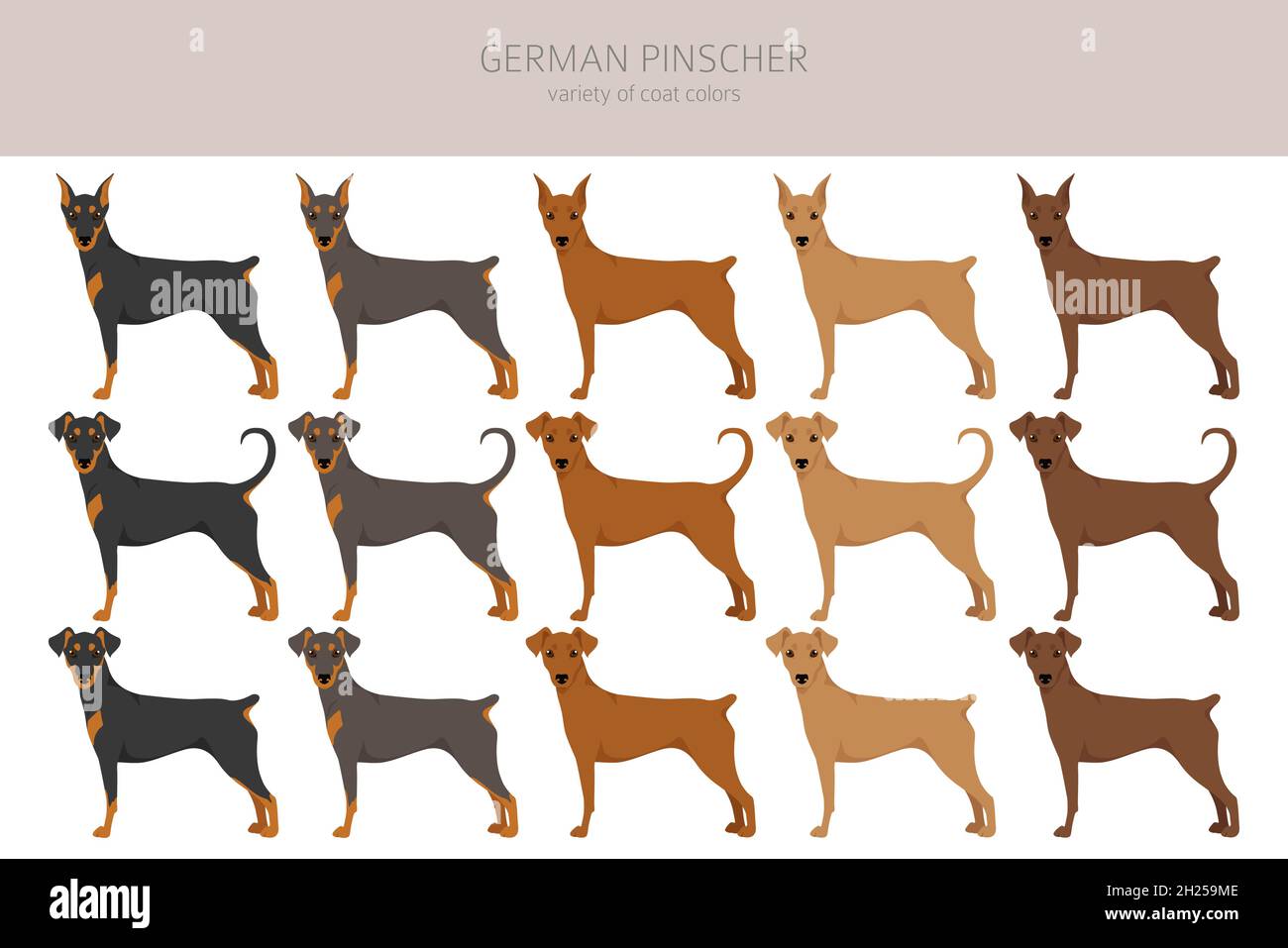 Deutscher Pinscher Clipart. Verschiedene Posen, Fellfarben eingestellt. Vektorgrafik Stock Vektor