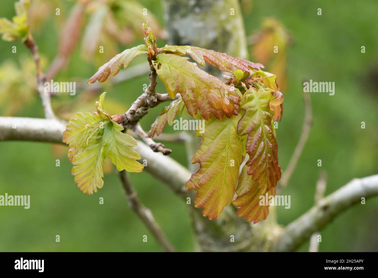 Die Blätter der englischen Eiche (Quercus robur) entwickeln sich, entfalten sich und expandieren mit roter Färbung in Richtung der Ränder im Frühjahr, in der Stadt, im April Stockfoto
