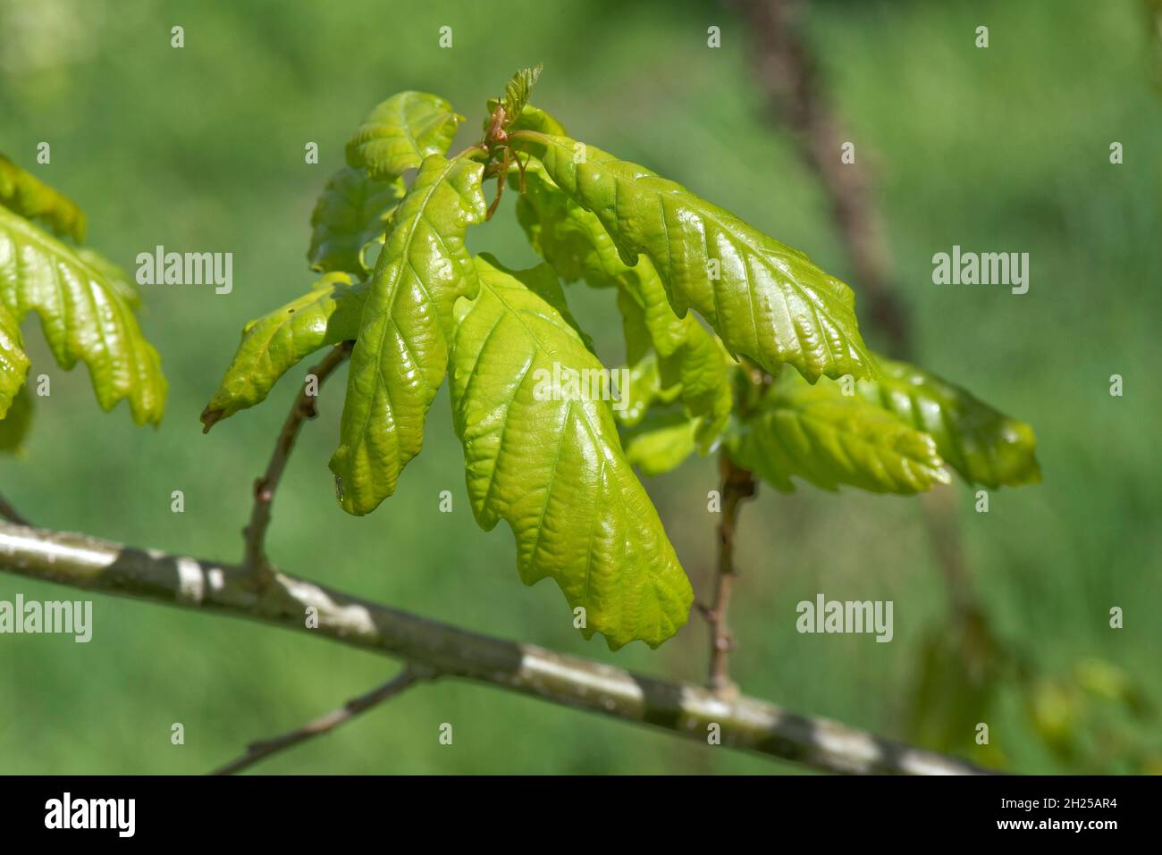 Englische Eiche (Quercus robur) zarte, zarte grüne Blätter, die sich im Frühjahr entwickeln, entfalten und ausdehnen, im Mai in der Stadt Stockfoto