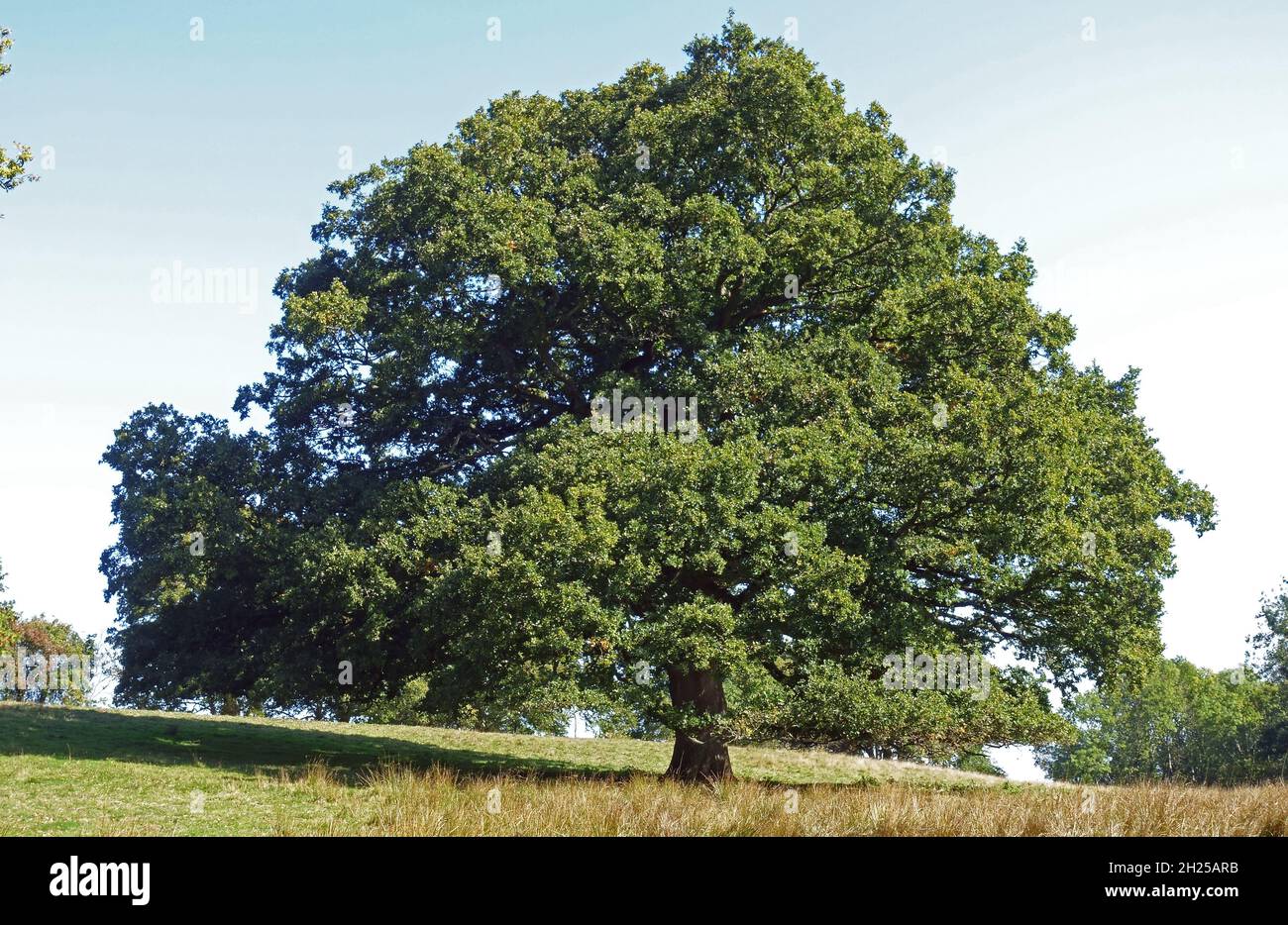 Große reife, gut geformte englische oder europäische Eiche (Quercus robur) mit ausgestreckter Krone in Vollblättern und von Schafen, von den Bergen, von September, gegrast Stockfoto