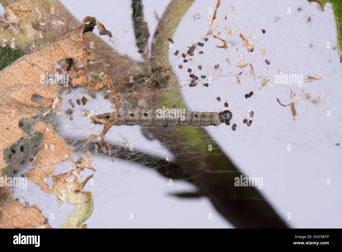 Apfelermin (Yponomeuta malinellus) Raupen, Gurte und Schäden durch Blattläuse an Discovery Apfelblättern, berkshire, Juni Stockfoto