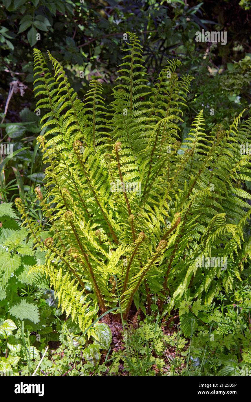 Männlicher Farn (Dryopteris filix-Mas), der in einem Garten in einem bedecktem Schatten einen „Shuttlecock“ aus bipangeborenen Blättern bildet, im Juni in der Grafschaft von Barkshire Stockfoto