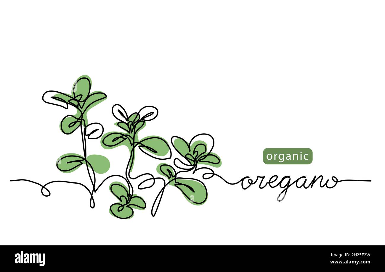 Oregano lässt einfache Vektor-Skizze zeichnen. Eine durchgehende Liniengrafik zur Etikettengestaltung von Kräutern mit Schriftzug oregano Stock Vektor