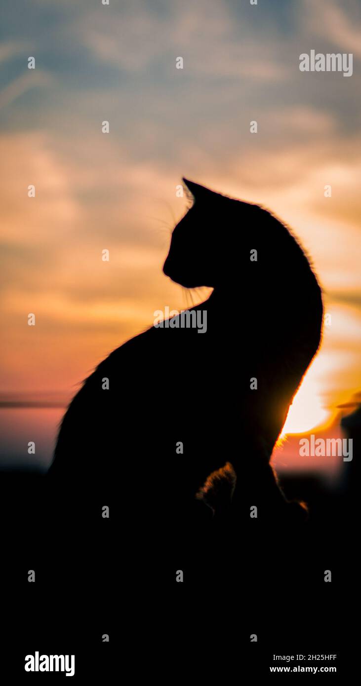 Der Schatten einer Hauskatze mit einem wunderschönen Sonnenuntergang im Hintergrund. Stockfoto