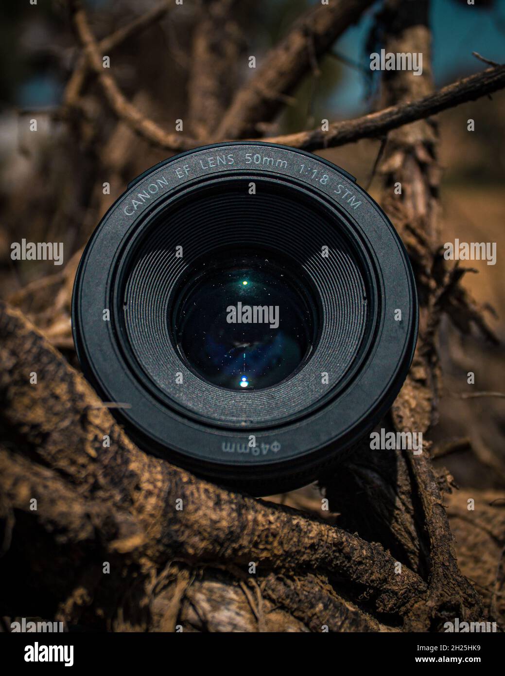 Canon Objektiv 50mm STM 1.8 über Baumstamm in der Natur geschnitten. Stockfoto