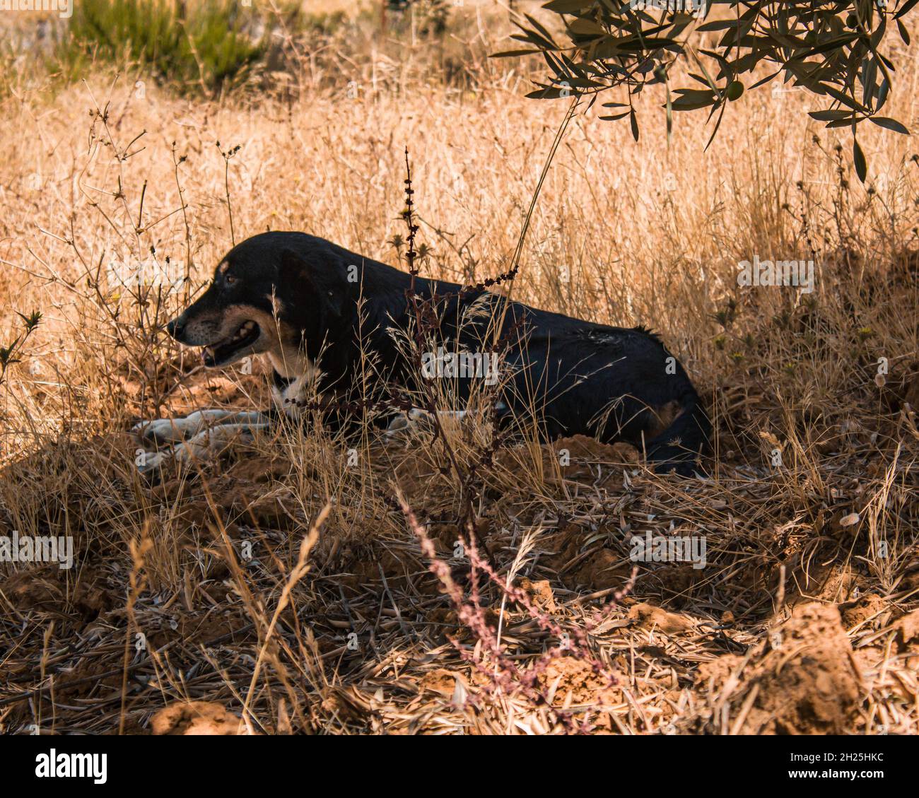 Ein wunderschöner schwarzer Wachhund, der auf dem Gras in einem Bergdorf sitzt. Stockfoto