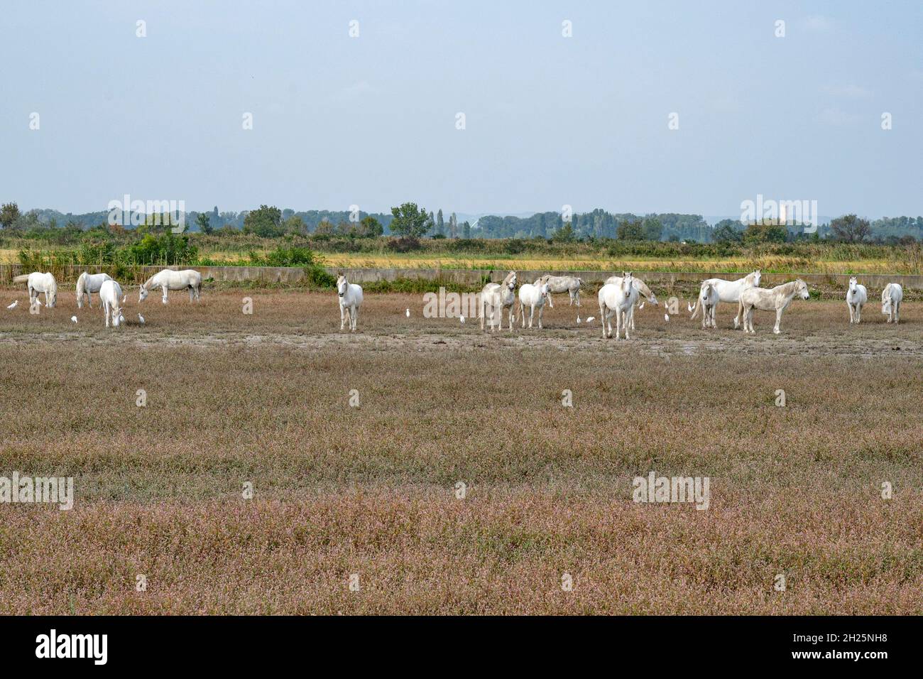 Die fast wilden weißen Pferde der Camargue grasen auf Weiden entlang der Landstraße von Arles nach Saintes-Maries-de-la-Mer, Südfrankreich Stockfoto
