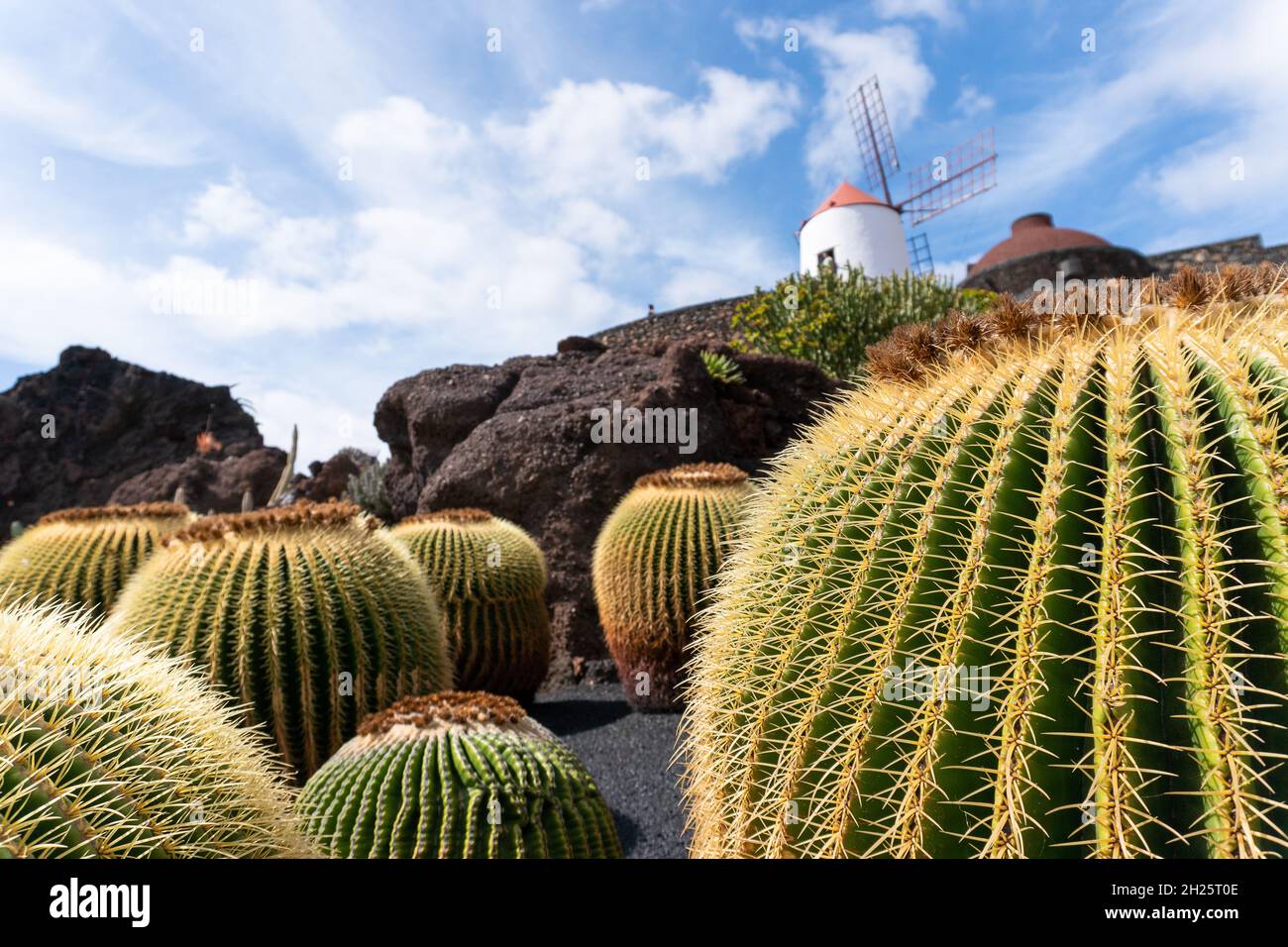 Echinocactus grusonii.dieser berhmte Kaktus, bekannt als Schwiegermutter-Sitz,  Goldkugel, goldenem Fass oder Igelkaktus, ist ein Sukkulente endemisch  Stockfotografie - Alamy