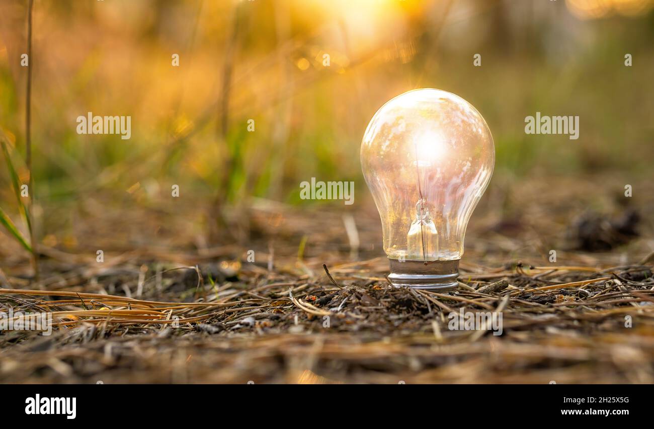 Nahaufnahme einer klaren Glühbirne, die an von der Sonne beleuchteten Land wächst. Nachhaltiges Konzept der grünen Energie. Stockfoto