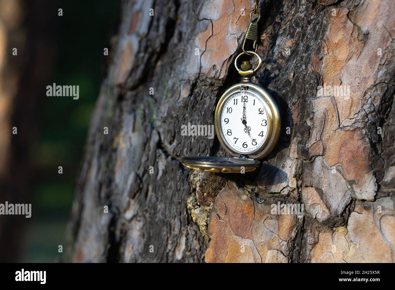 Nahaufnahme einer altmodischen Taschenuhr auf einer Baumstammrinde Stockfoto