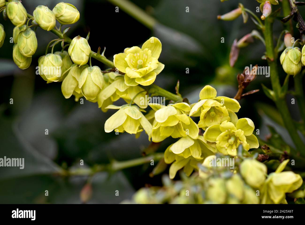 Gelbe Blüten von Mahonia in Blüte im Frühjahr Stockfoto
