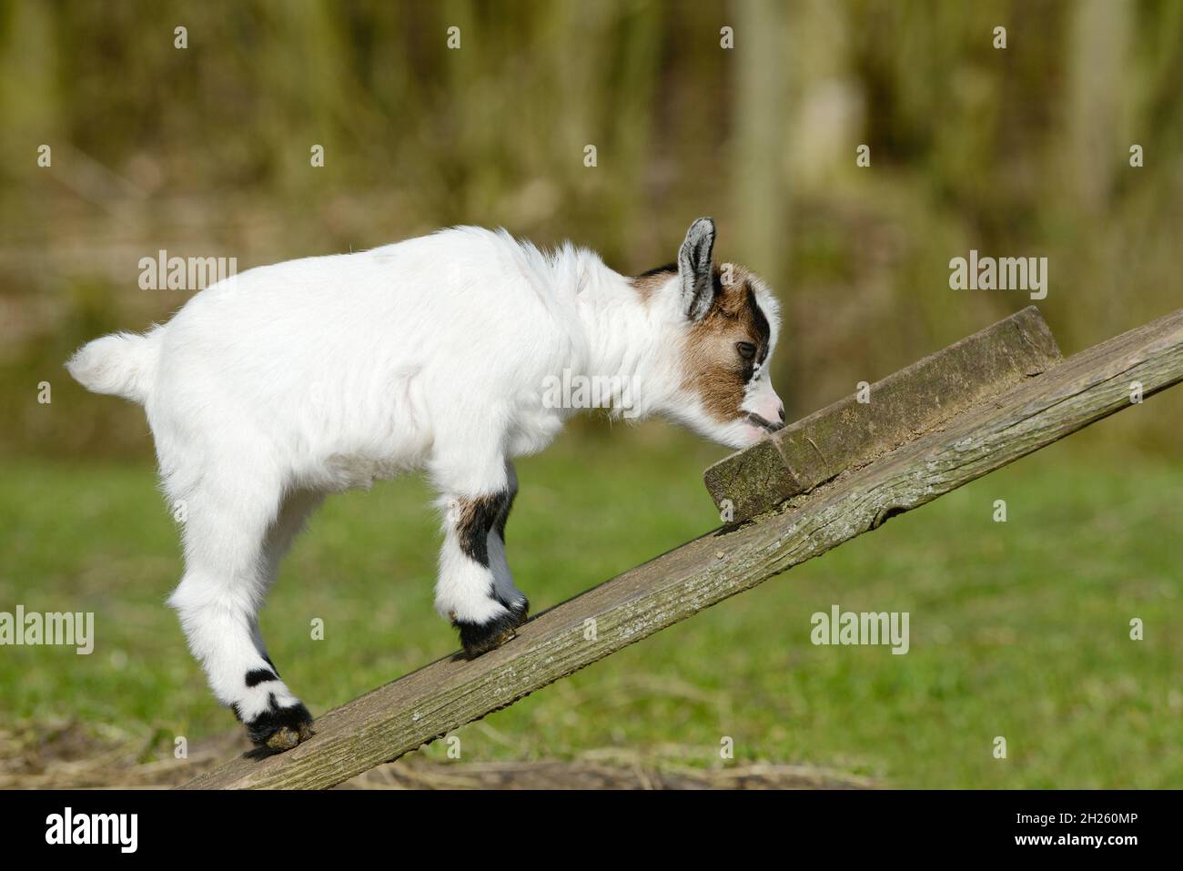 Ziegenkind steht auf Holzgerüst Stockfoto