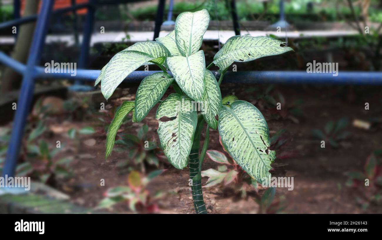 Dieffenbachia amoena,Tropic Snow Dumbcane grün und hellgelbe Farbe Natur Pflanze Stockfoto