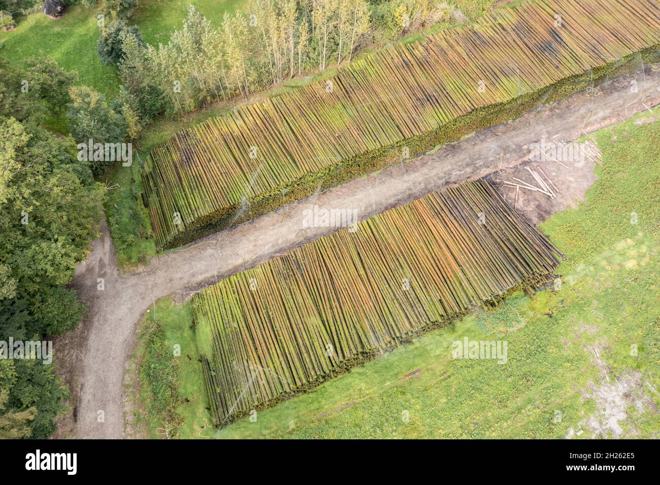 Luftaufnahme eines Holzhofes, Baumstämme werden durch das Besprühen von Wasser auf den Wald, Deutschland, konserviert Stockfoto