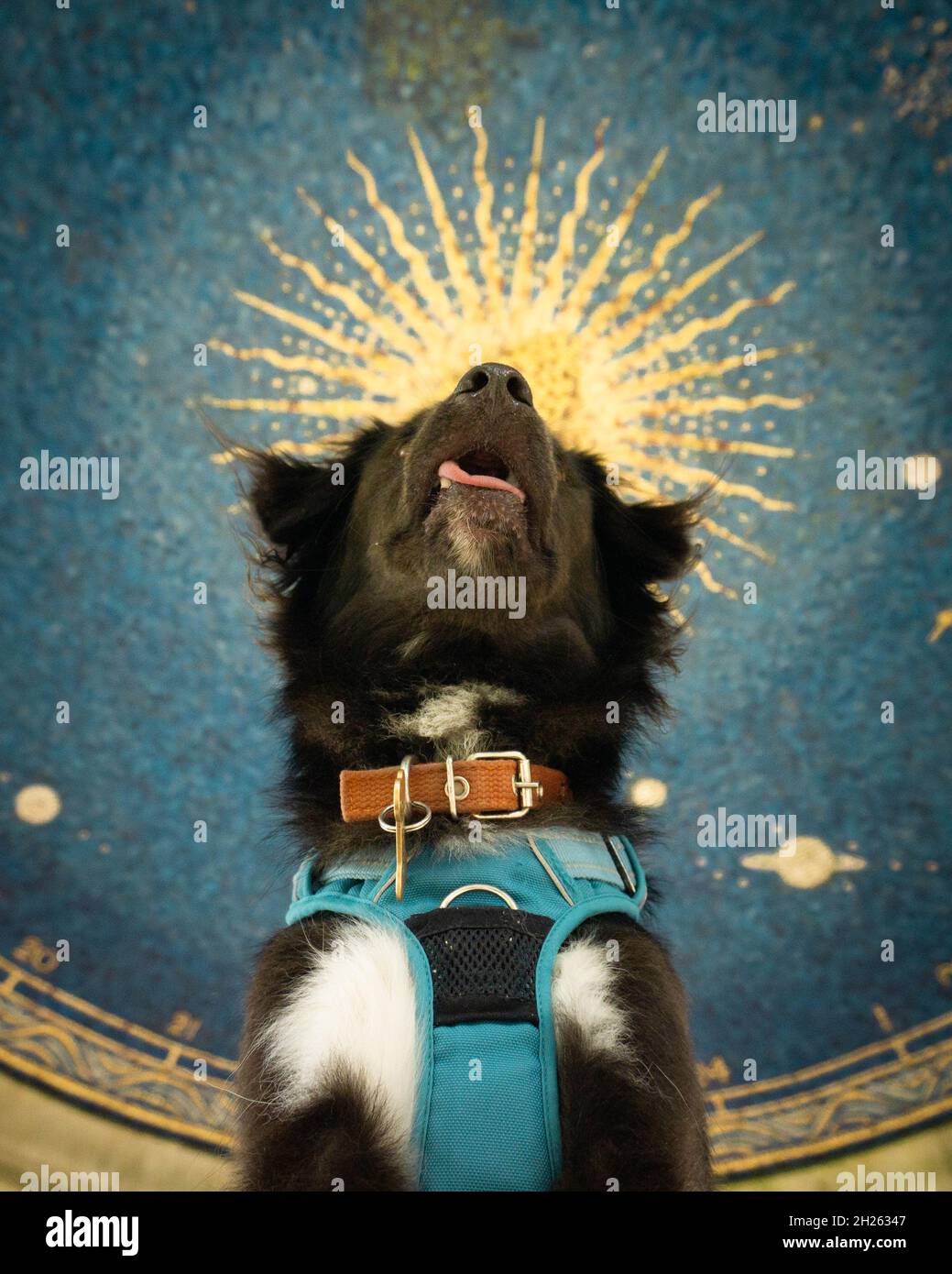 Dummer Hund in Surrey Stockfoto