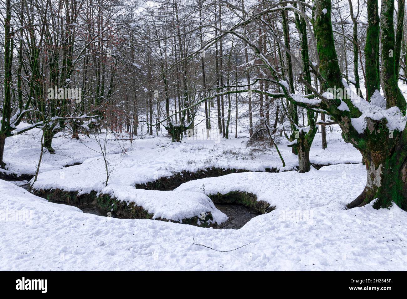 Otzarreta Buchenwald im baskenland im verschneiten Winter Stockfoto