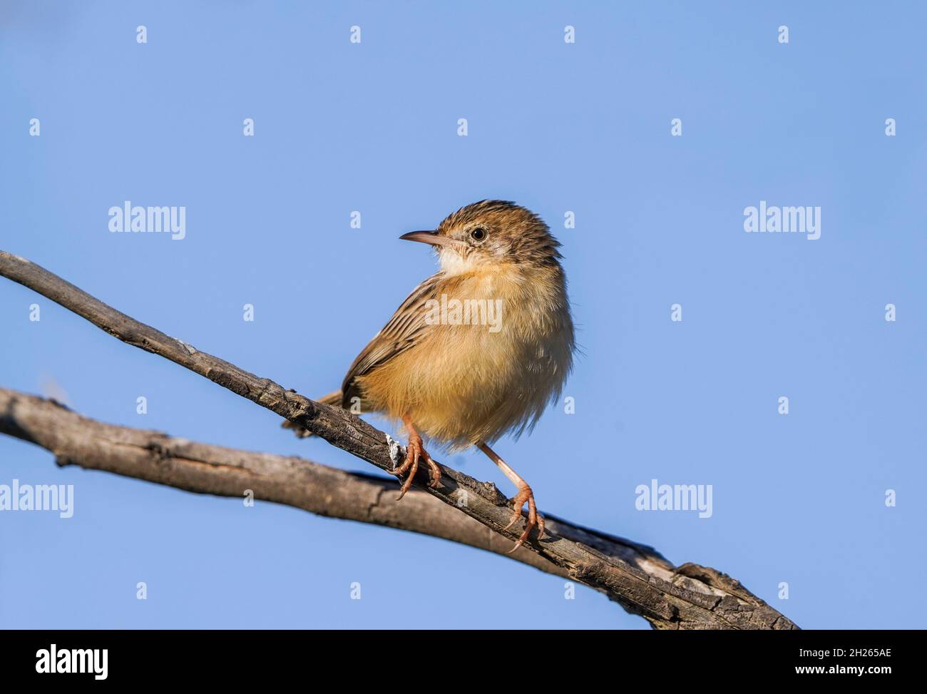 Zitting cisticola (Cisticola juncidis) in einem Baum, Andalusien, Spanien. Stockfoto